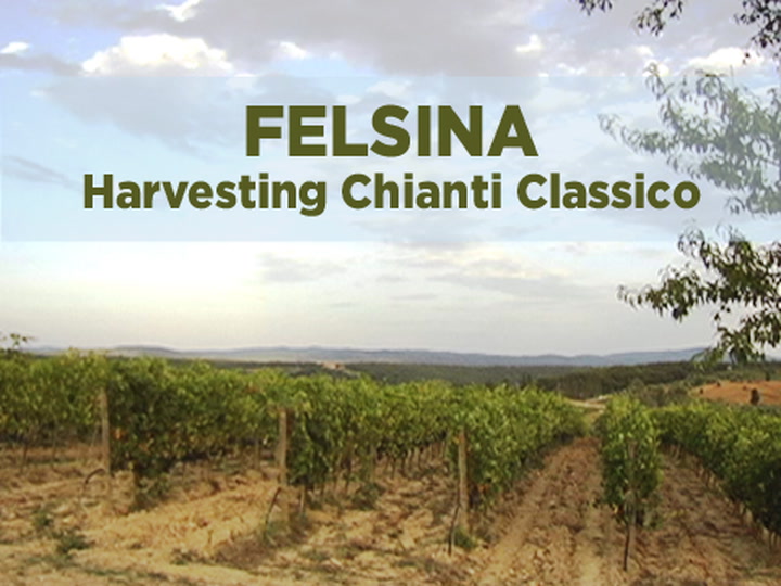 Chianti Harvest with Felsina