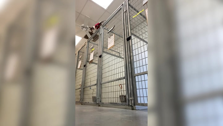  Shelter dog scales tall kennel door in escape bid