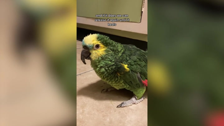 Neglected elderly parrot nursed back to health by animal carer