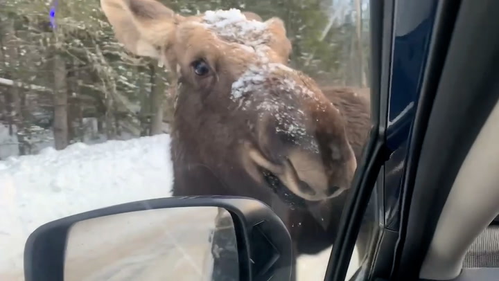 Curious moose blocks road and eats snow from car windscreen