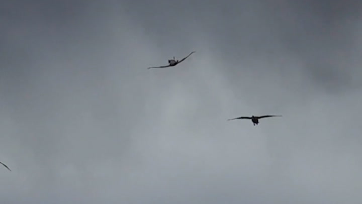 Geese filmed flying upside down in acrobatic display