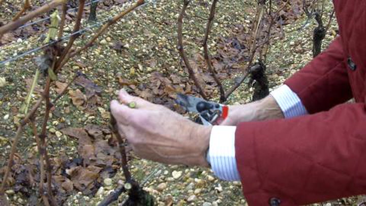 In the Vineyard with Christian Moueix: Winter Pruning