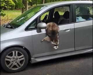Un travieso mapache roba golosinas del auto