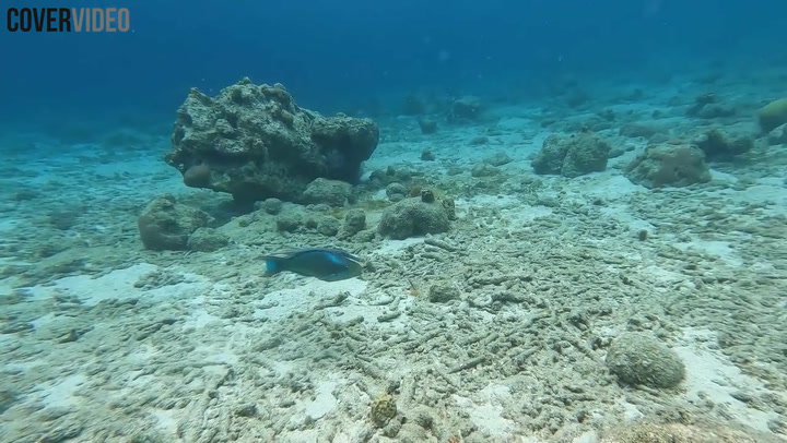 RAW VIDEO: Trumpetfish's Remarkable Game Of Hide-And-Seek Hunts Prey 1/2