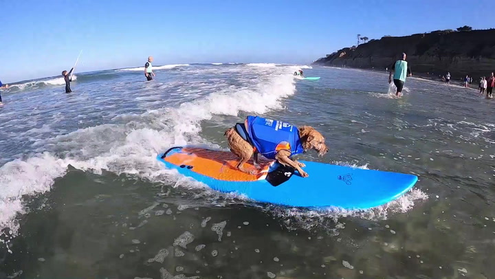 Dogs ride waves during annual surf competition in California