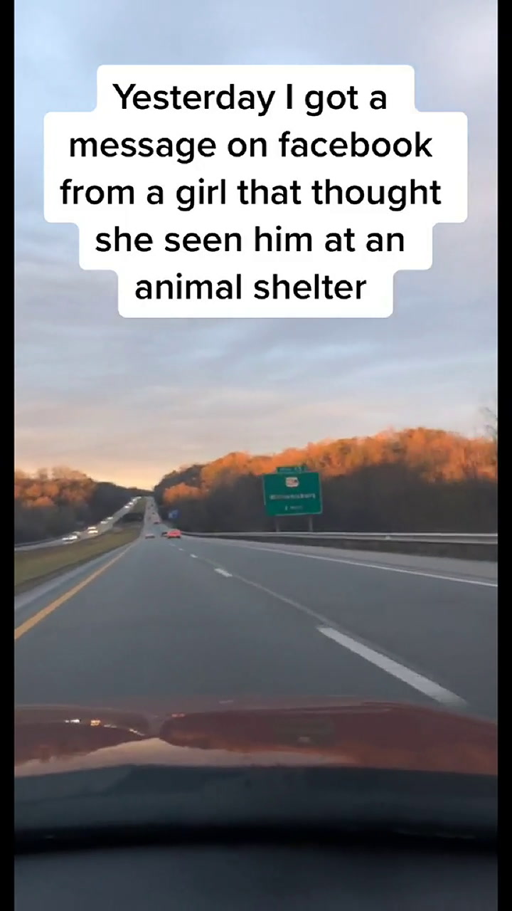 Video: viajó 1000 km para reencontrarse con su perro, que había sido robado hace casi tres años