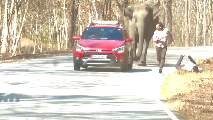 Tourists run away from elephant charging at them in India