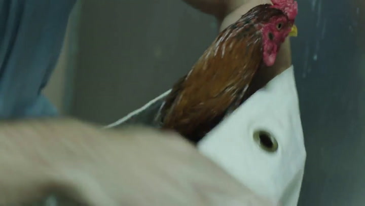 Primer trailer de Un gallo para Esculapio