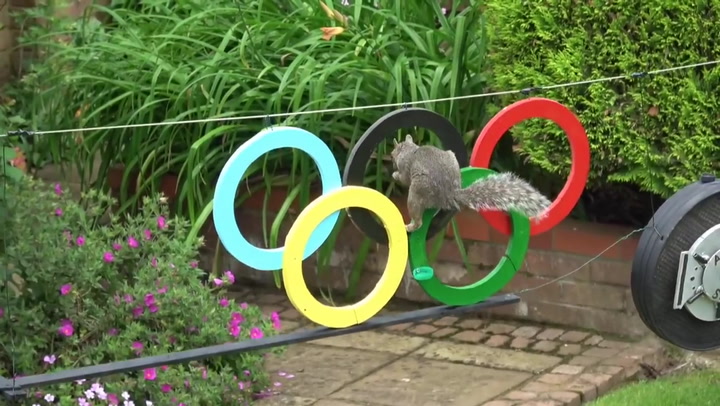 Man builds squirrel Olympics in Hertfordshire garden