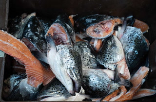 Qué tener en cuenta a la hora de comprar y consumir pescado de manera segura en Semana Santa