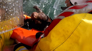 Watch moment Bruno the dog rescued after falling off cliff into sea
