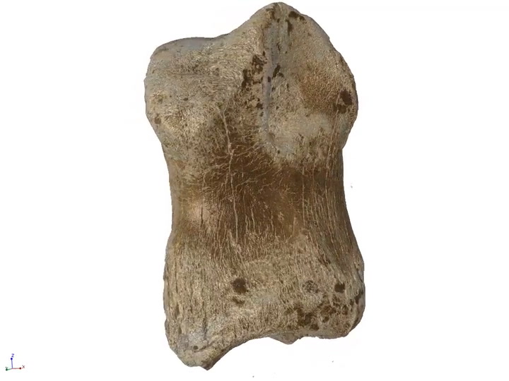 Hallan un pequeño hueso de hace 51 mil años que cambia la noción sobre los neandertales