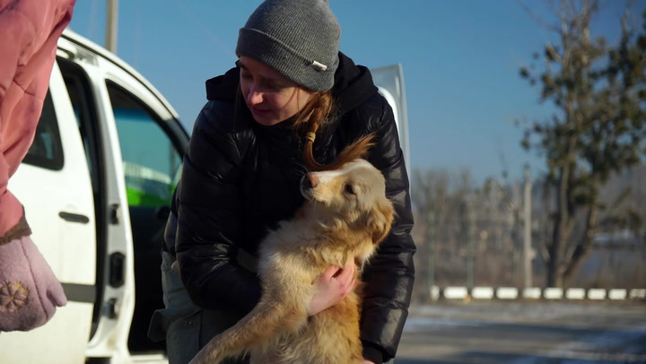 Cats and dogs rescued from frontline by Ukrainian volunteers