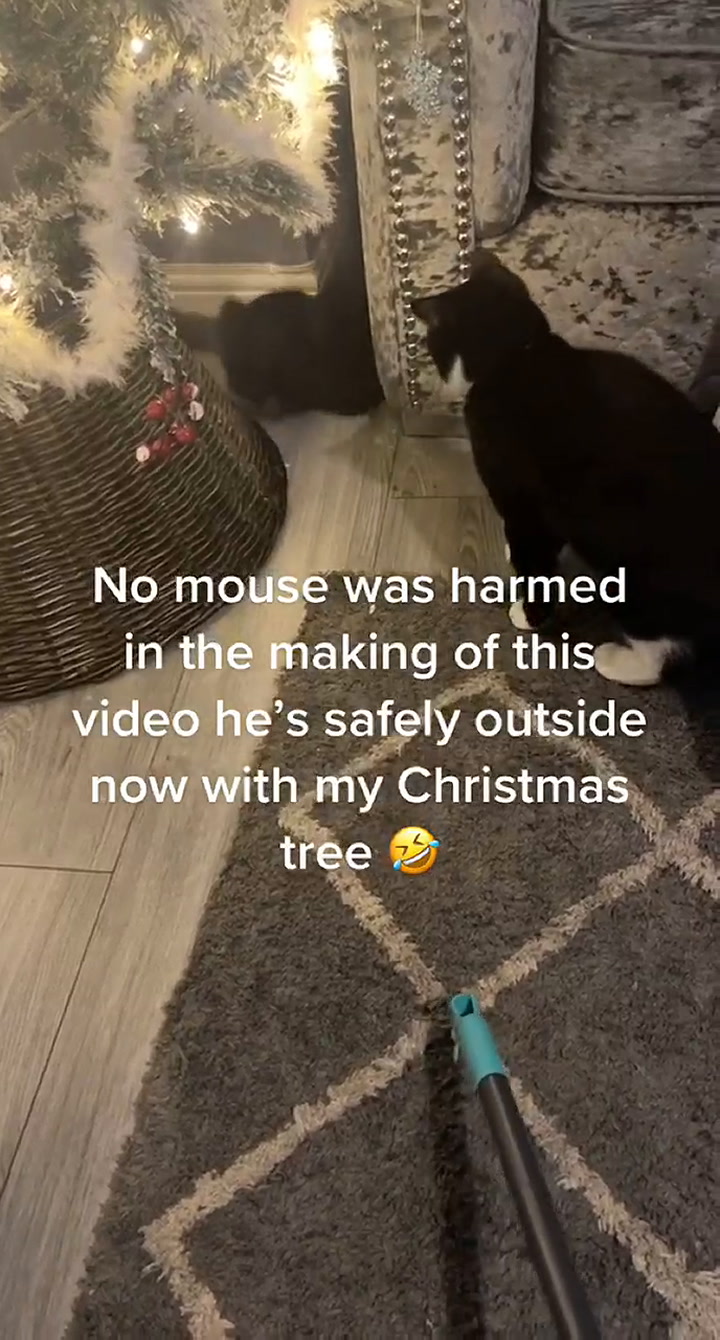 Una mujer encontró un ratón en su árbol de Navidad, parte 2
