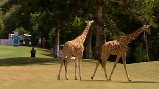 Giraffes interrupt Ladies European Tour golf tournament in Kenya