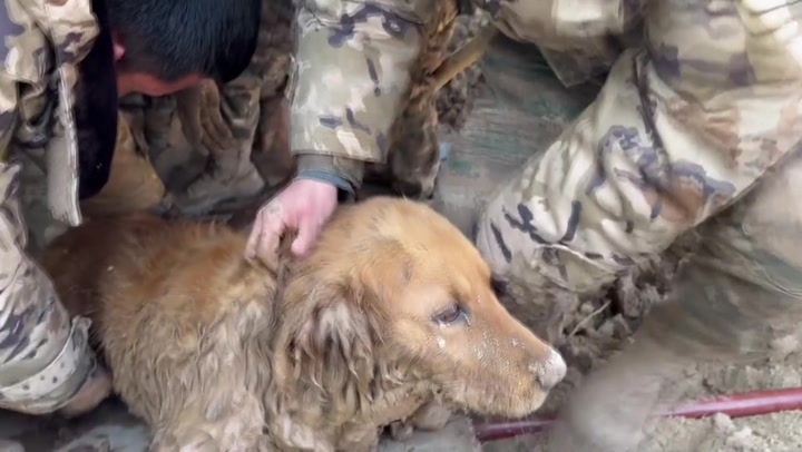 Dog rescued after more than 30 hours trapped under earthquake rubble in China