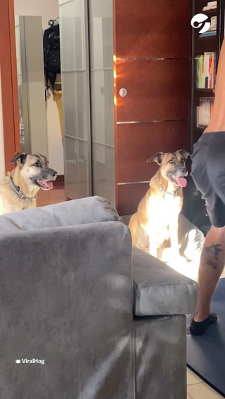 Intenta hacer gimnasia en su casa pero sus perros no lo dejan