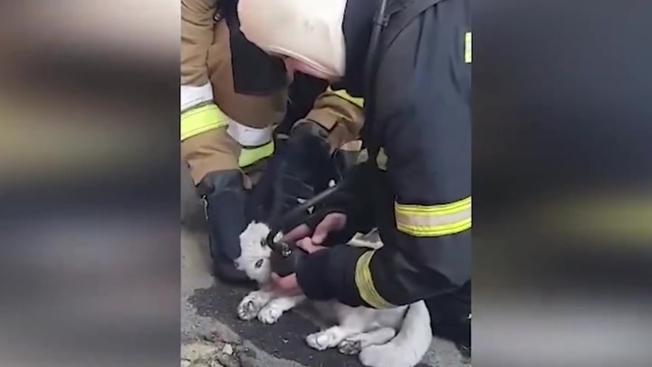 Ukrainian firefighters resuscitate cat rescued from burning building