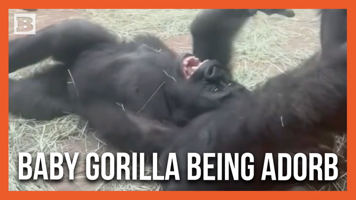 Pure Joy: Baby Gorilla Delights in Tickles from Its Mother at Fort Worth Zoo