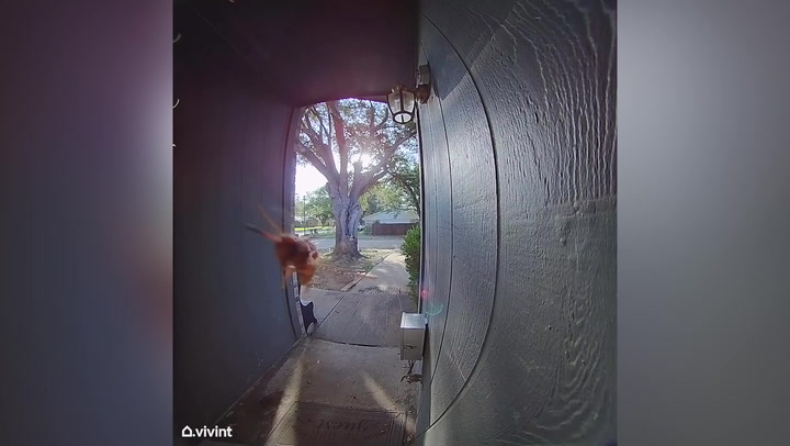 Bizarre moment wasp 'rings' doorbell camera