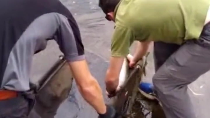 Firefighters winch dozens of salmon from water after fish became stuck near a pub
