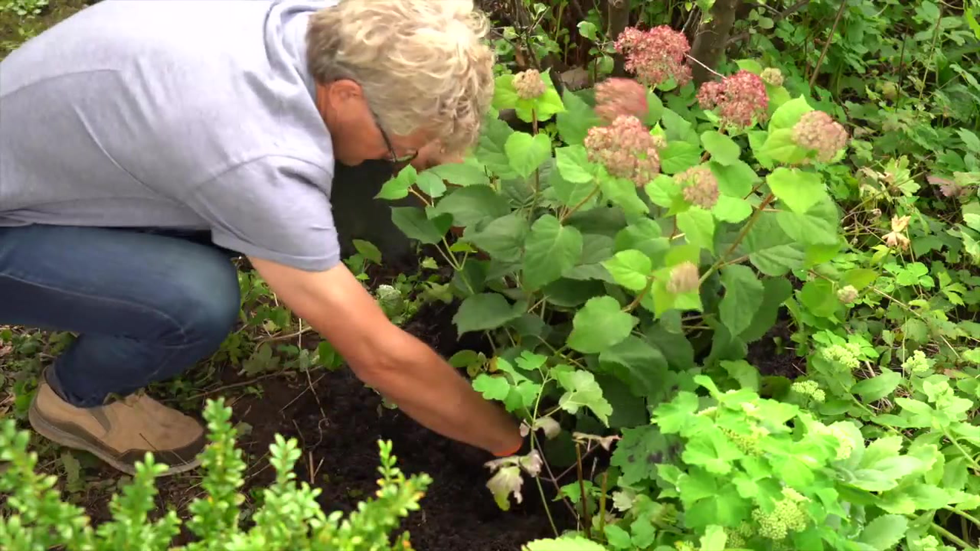Lokomotiv Bogholder Sportsmand Sådan planter du en hortensia i haven (video) | ISABELLAS