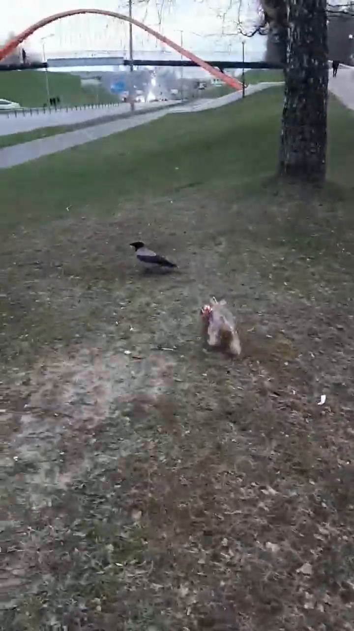 Perrita se enfrenta a un ave salvaje en un parque y grabación de la dueña es viral en TikTok