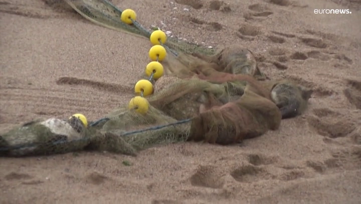 Extraña aparición de decenas de pingüinos muertos en las costas de Uruguay