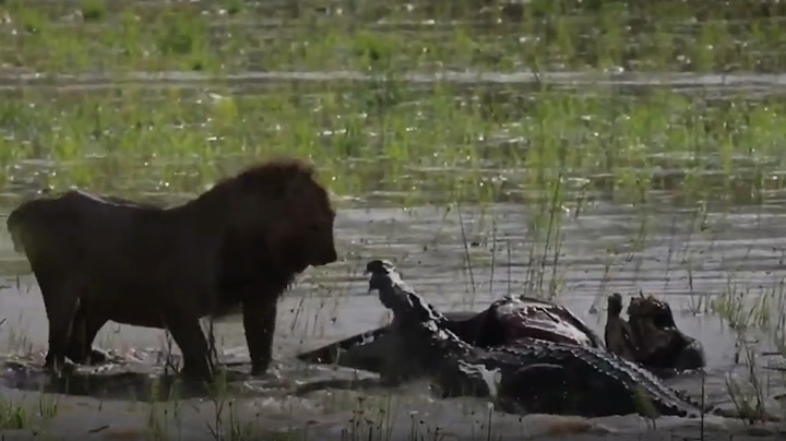 Lion and crocodile battle it out for buffalo carcass