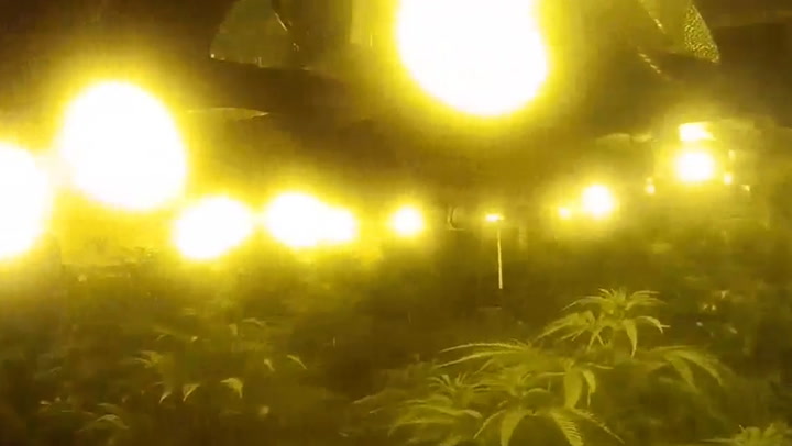 Moment 'cannabis jungle' raided by police in Welsh village
