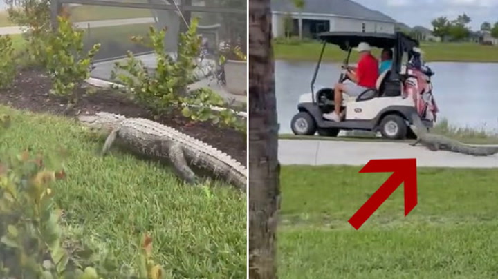 Alligator chases couple on golf cart in scary video