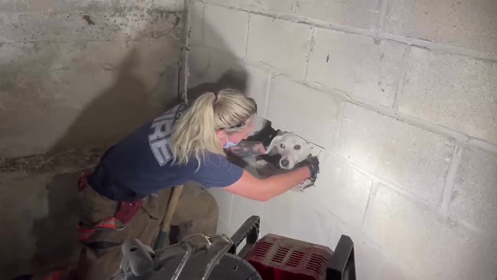Dog reunited with owner after getting stuck in walls of house