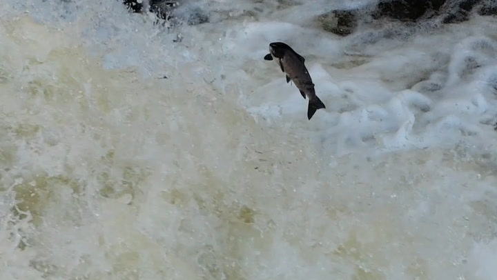 Salmon attempt to ‘jump’ upstream with autumn approaching