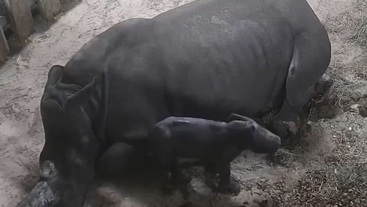 Birth of rare baby rhino captured on CCTV at safari park