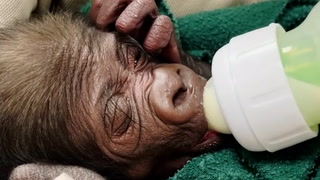 Gorilla born by caesarean for first time in zoo’s 115-year history
