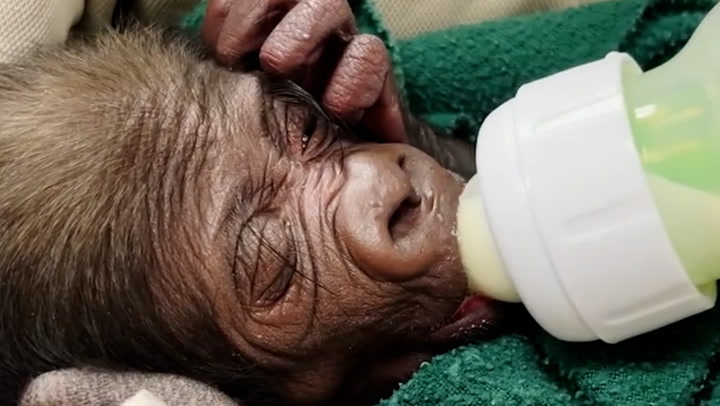 Premature endangered gorilla born by caesarean for first time in zoo's 115-year history