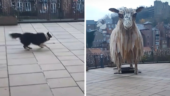 Confused sheepdog tries herding giant sheep statue