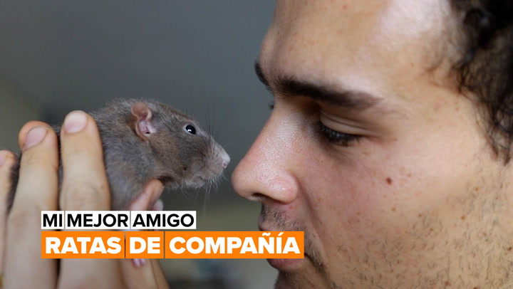 ¿Es posible tener una rata como mascota?