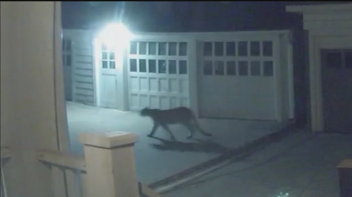 Cougar sighting in Minneapolis neighborhood