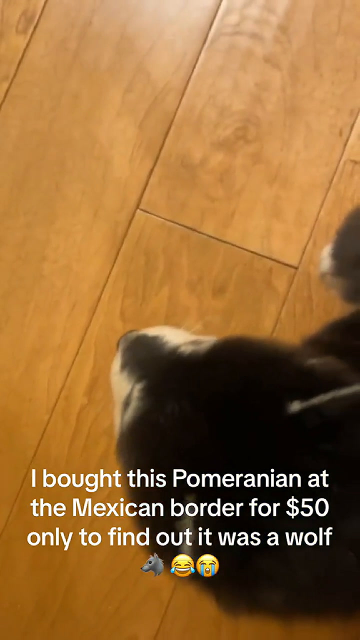 Una mujer mostró cómo su perro presuntamente de raza pomerania se convirtió en un husky
