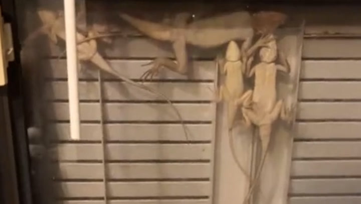 Lizards huddle together on homeowner's window to 'shelter from cold' in Florida