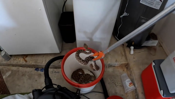 Nest of 20 hissing rattlesnakes removed from Arizona garage by pest controller