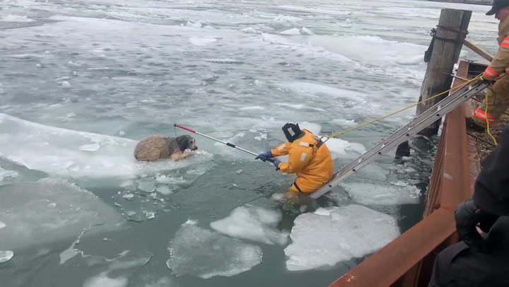 Impresionante rescate de este perro flotando en las gélidas aguas del rio Detroit