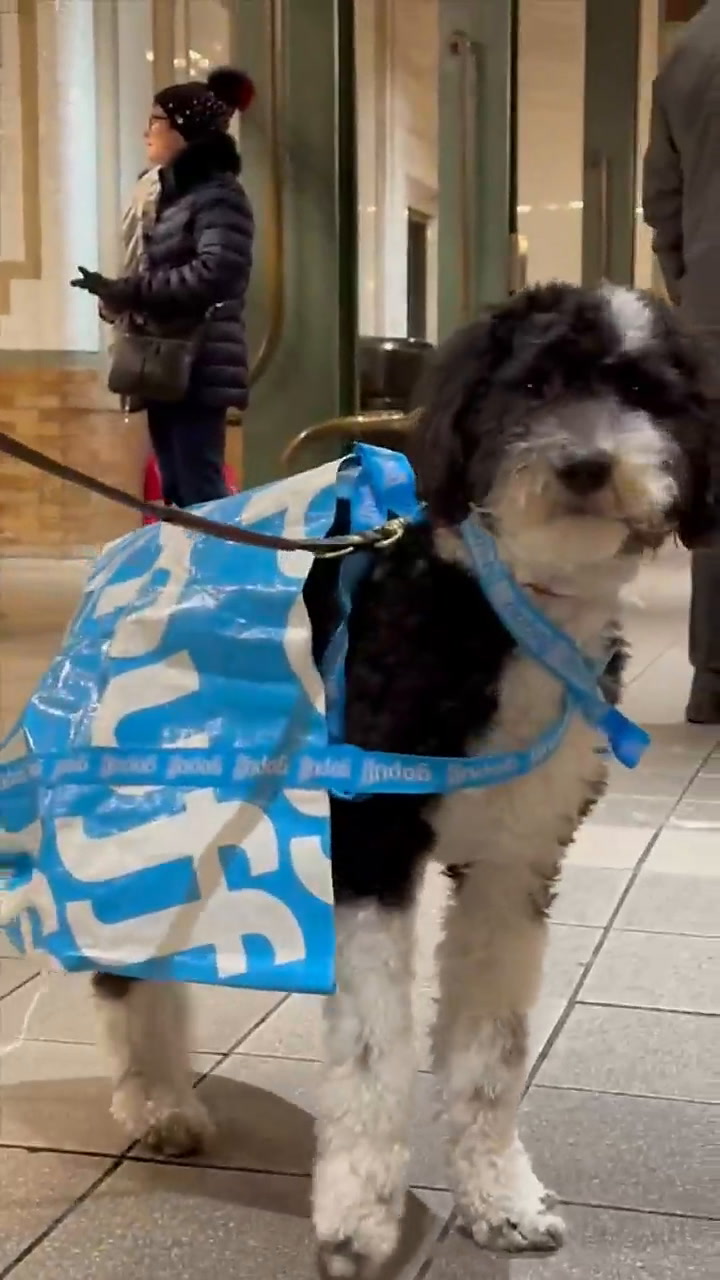 Muchos ciudadanos se las ingenian para 'vestir' a sus perros con bolsas