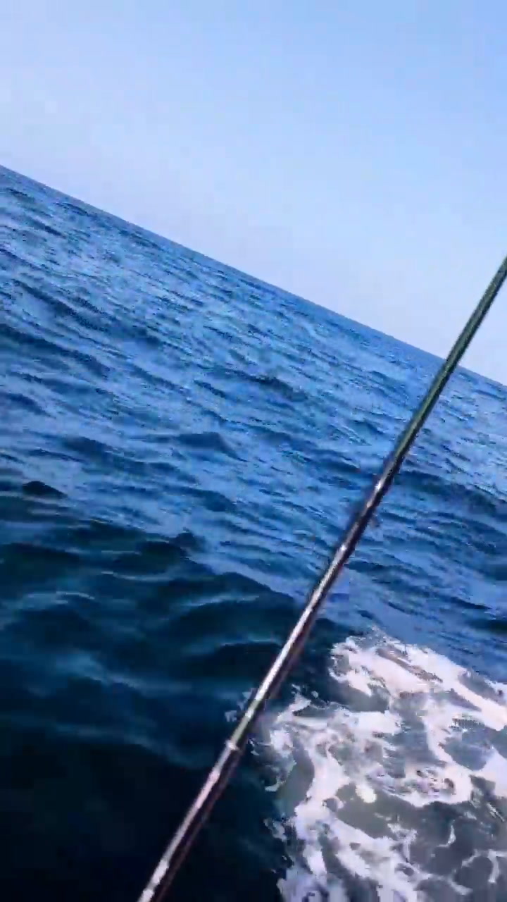 El increíble encuentro con un tiburón ballena en Florida