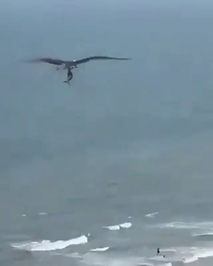 Viral: el sorprendente momento en el que un águila caza a un tiburón en la playa - Fuente: Twitter