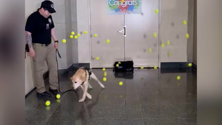 TSA screening dog showered with tennis balls at retirement party