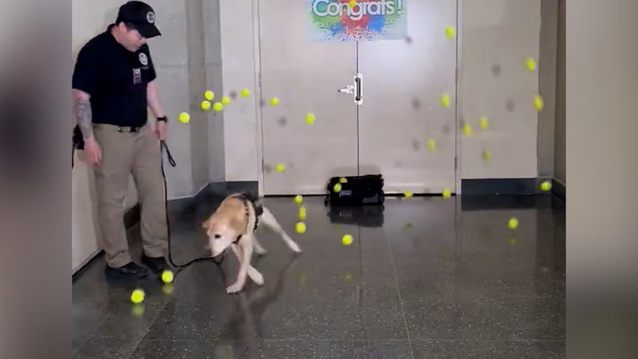 Airport security dog showered with tennis balls at retirement party