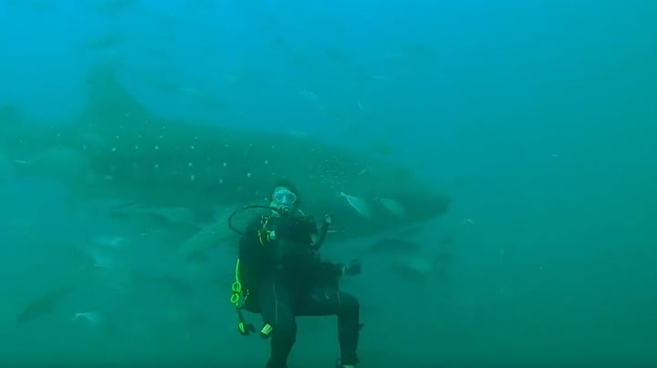 Whale sharks join divers on Florida wreck off Panama City Beach