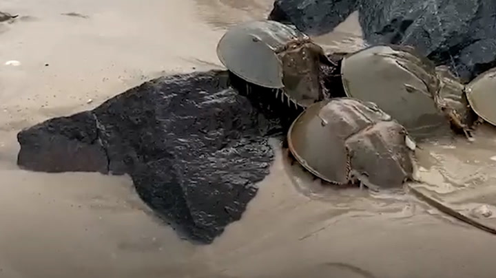 Thousands of breeding horseshoe crabs invade New Jersey beaches
